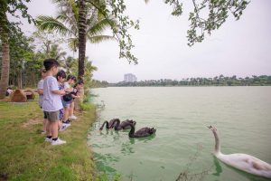 Công Viên Hồ Thiên Nga Ecopark