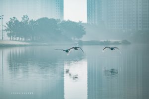 Bộ Ảnh Thiên Nga tuyệt đẹp tại Công Viên Hồ Thiên Nga Ecopark