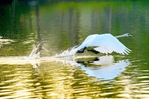 Bộ Ảnh Thiên Nga tuyệt đẹp tại Công Viên Hồ Thiên Nga Ecopark