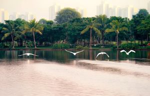 Bộ Ảnh Thiên Nga tuyệt đẹp tại Công Viên Hồ Thiên Nga Ecopark