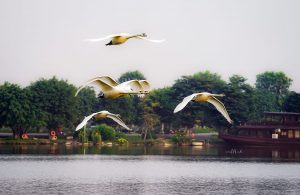 Bộ Ảnh Thiên Nga tuyệt đẹp tại Công Viên Hồ Thiên Nga Ecopark