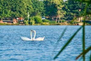 Bộ Ảnh Thiên Nga tuyệt đẹp tại Công Viên Hồ Thiên Nga Ecopark