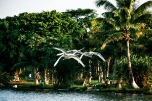 Bộ Ảnh Thiên Nga tuyệt đẹp tại Công Viên Hồ Thiên Nga Ecopark