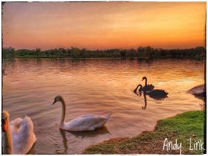 Bộ Ảnh Thiên Nga tuyệt đẹp tại Công Viên Hồ Thiên Nga Ecopark
