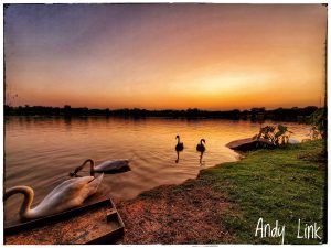 Bộ Ảnh Thiên Nga tuyệt đẹp tại Công Viên Hồ Thiên Nga Ecopark