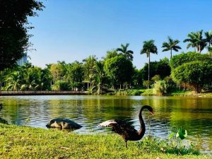Bộ Ảnh Thiên Nga tuyệt đẹp tại Công Viên Hồ Thiên Nga Ecopark