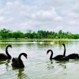thien nga tai ho thien nga ecopark 13 min