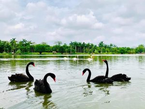 Bộ Ảnh Thiên Nga tuyệt đẹp tại Công Viên Hồ Thiên Nga Ecopark