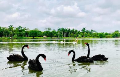 thien nga tai ho thien nga ecopark 13 min