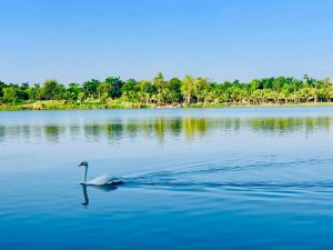 Bộ Ảnh Thiên Nga tuyệt đẹp tại Công Viên Hồ Thiên Nga Ecopark