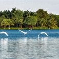 thien nga tai ho thien nga ecopark 17 min