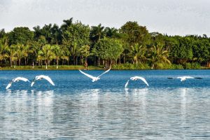 Bộ Ảnh Thiên Nga tuyệt đẹp tại Công Viên Hồ Thiên Nga Ecopark